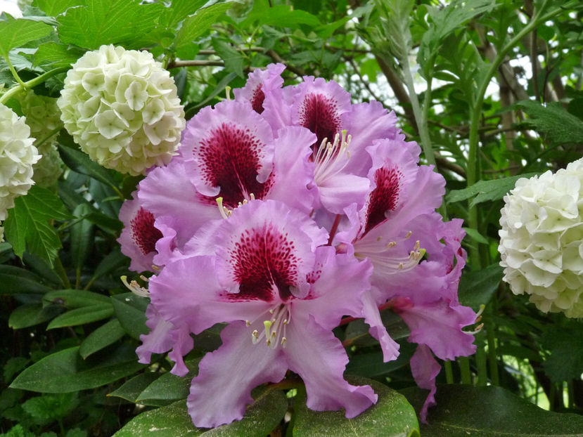  - Azalee si Rhododendroni