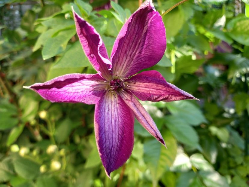 Venosa Violacea - Grădina 2022 continuare 1