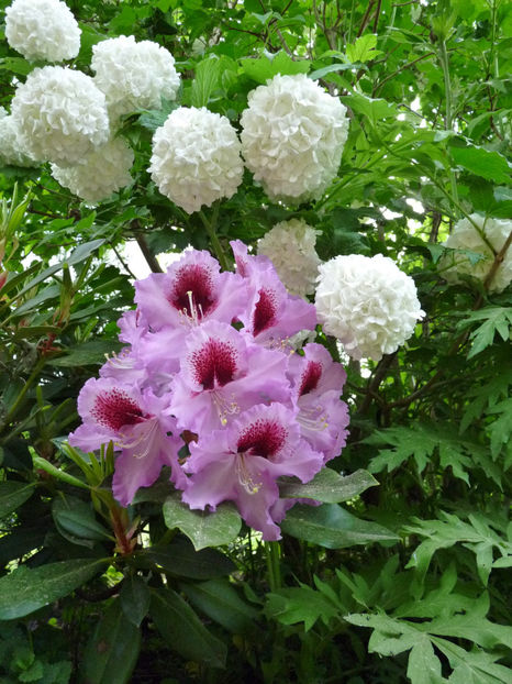  - Azalee si Rhododendroni