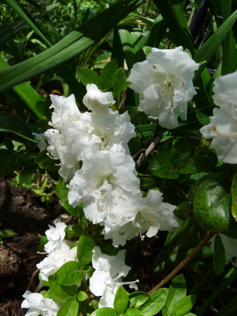  - Azalee si Rhododendroni