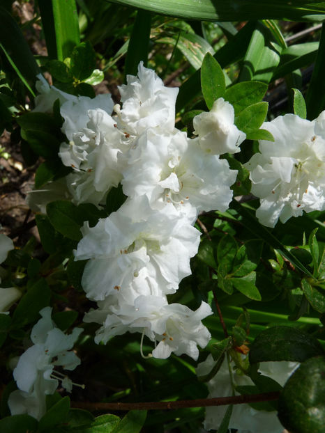  - Azalee si Rhododendroni