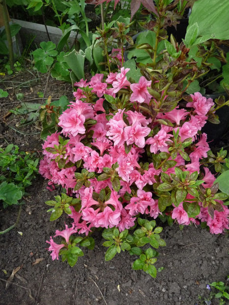  - Azalee si Rhododendroni