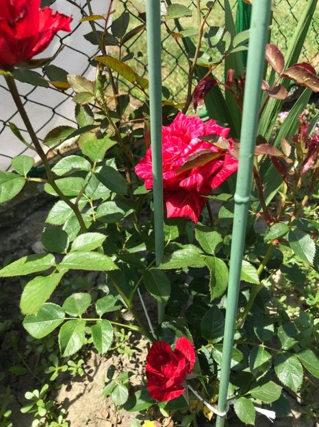 Red Intuition - 5 Iunie - Red Intuition