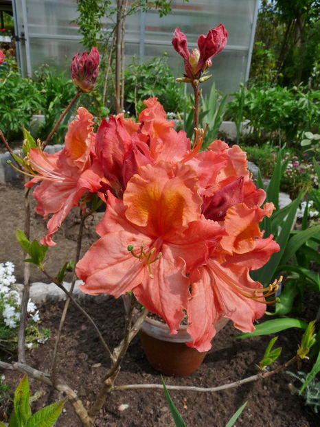  - Azalee si Rhododendroni