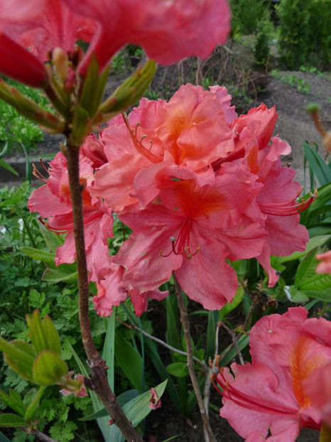  - Azalee si Rhododendroni