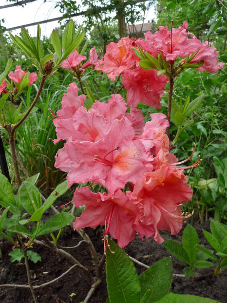  - Azalee si Rhododendroni