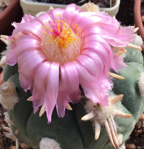 Echinocactus horizonthalonius cv. Sirotoge Suiheimaru - Whish list pentru viata urmatoare2