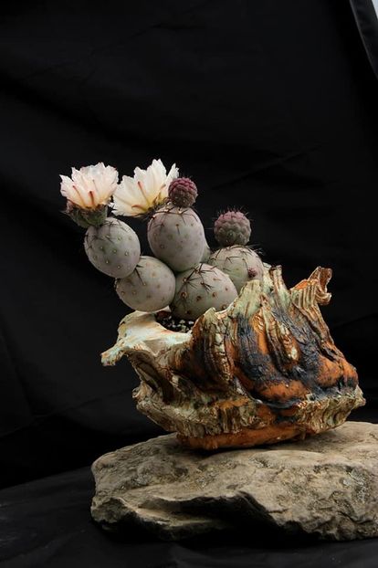 E. Martinez - Tephrocactus geometricus - Vase - aranjamente - accesorii