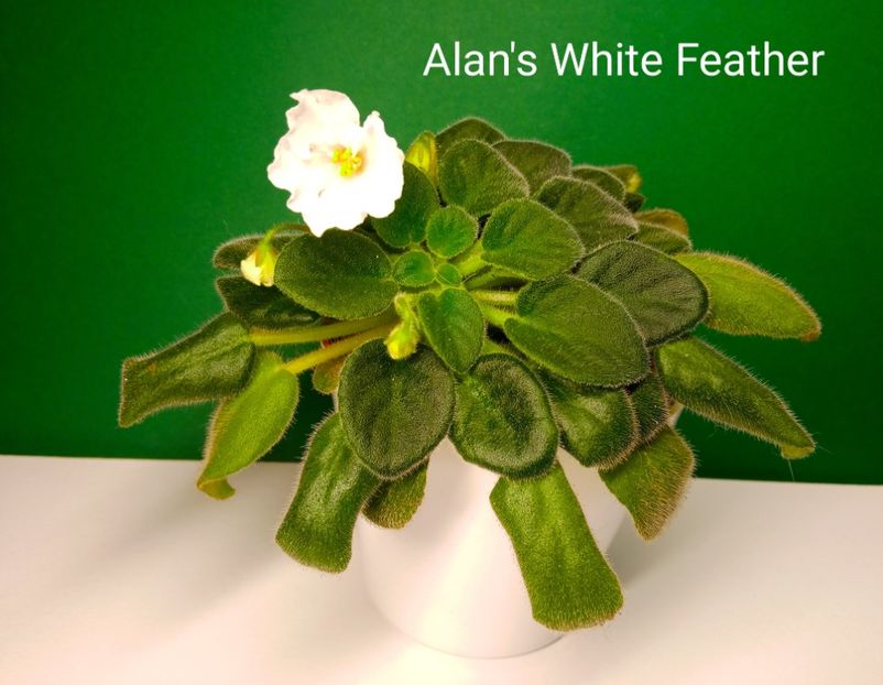  - Alan s White Feather