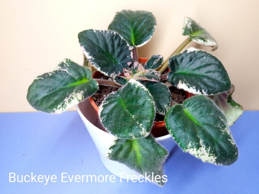  - Buckeye Evermore Freckles-yyy