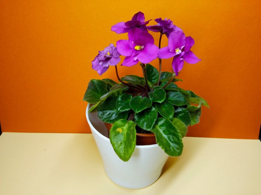  - Soiuri industriale-yyy