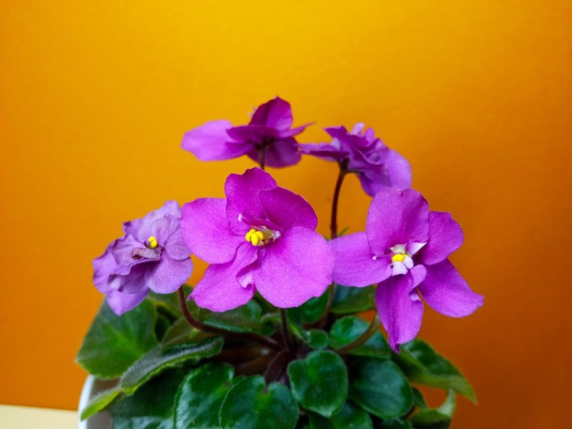  - Soiuri industriale-yyy