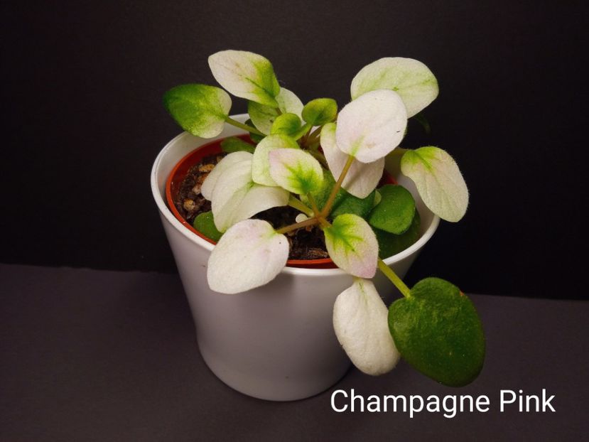 Champagne Pink - Colectie Violete africane 2022