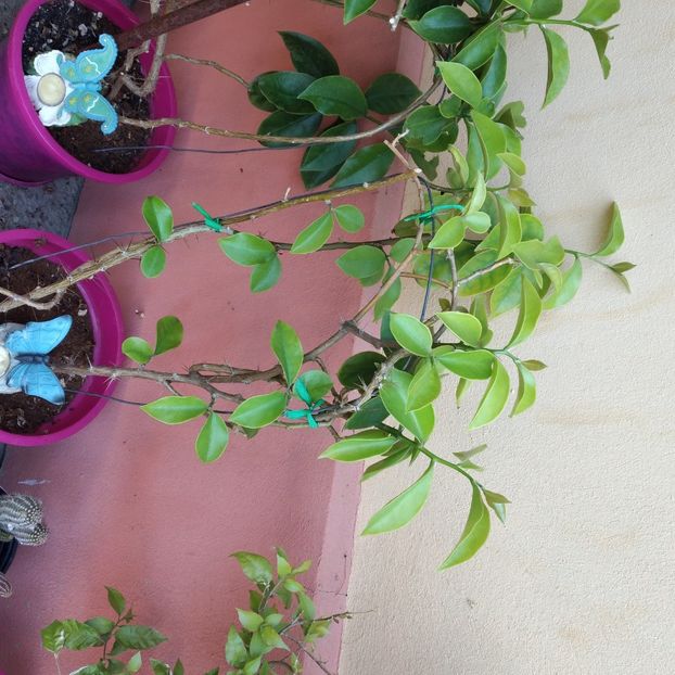 65 lei galbena - Boungainvillea 2022