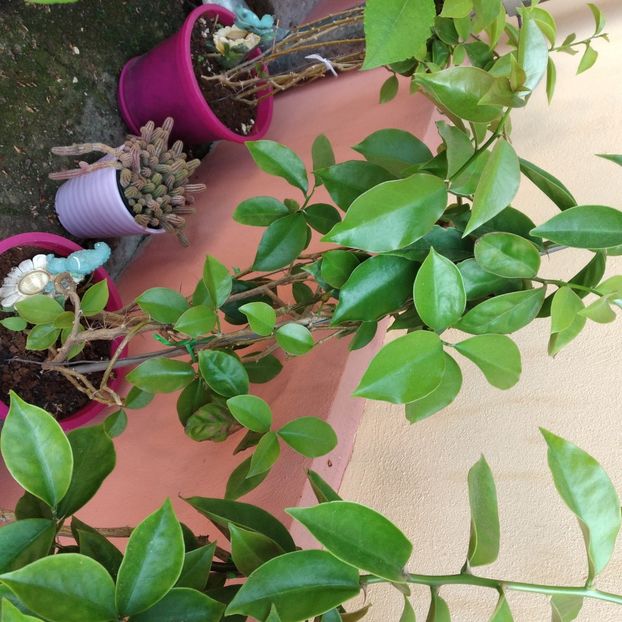 65 lei rosu - Boungainvillea 2022