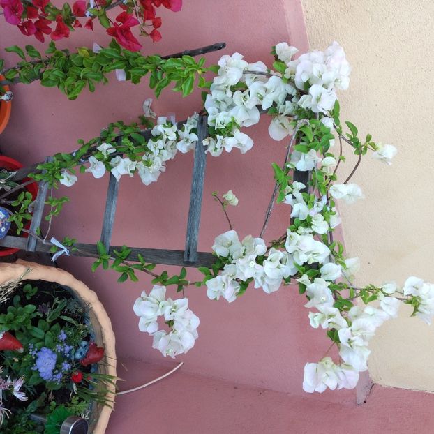  - Boungainvillea 2022