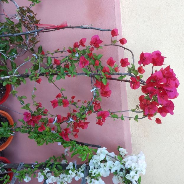  - Boungainvillea 2022