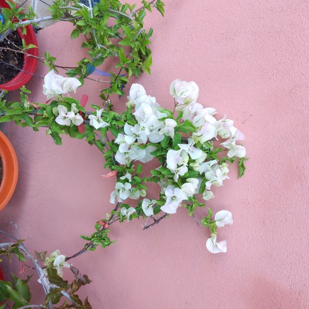  - Boungainvillea 2022