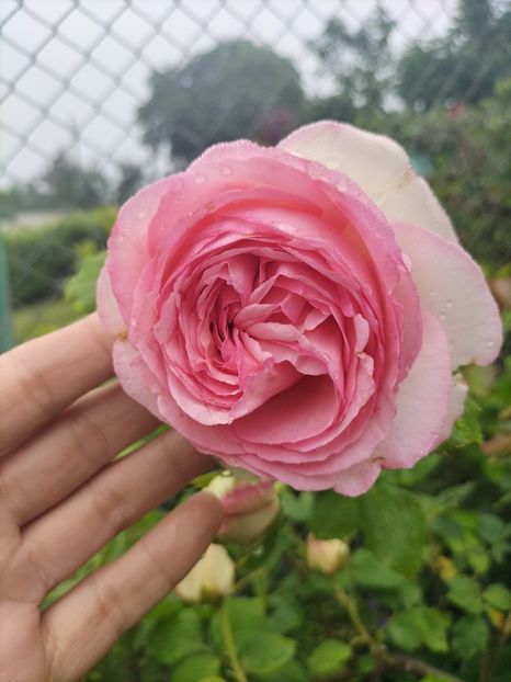 Eden Rose - 2022