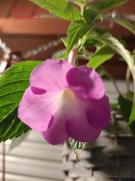 5.06.2022 - Achi cu 6 petale