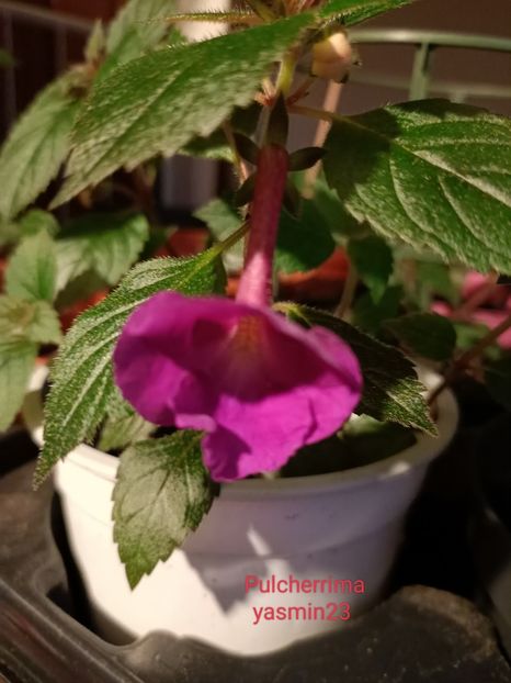 5.06.2022 - Pulcherrima 2