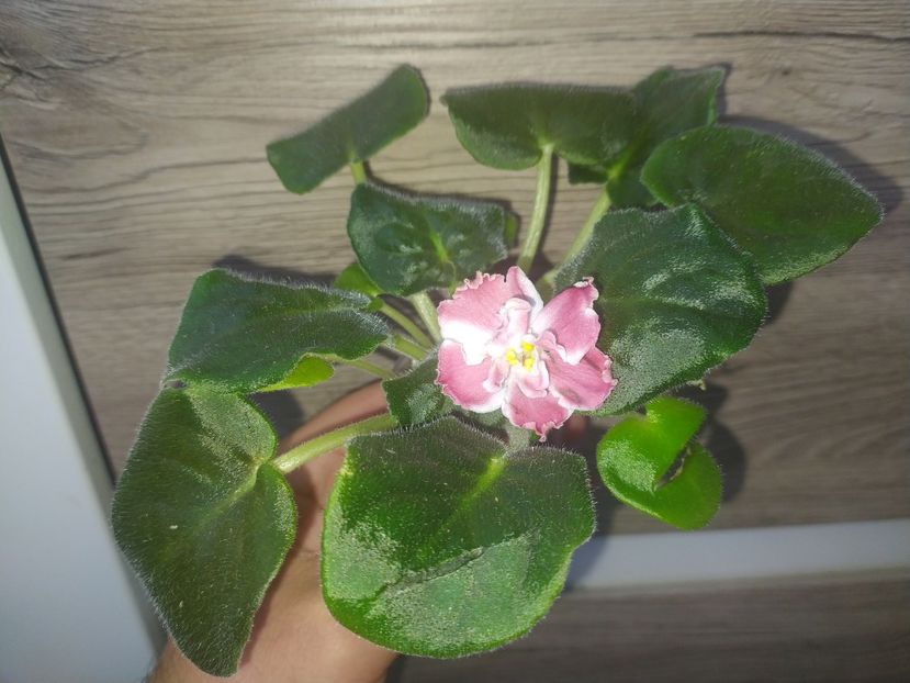 Prima inflorire, stresata dupa transport - PT Elizaveta