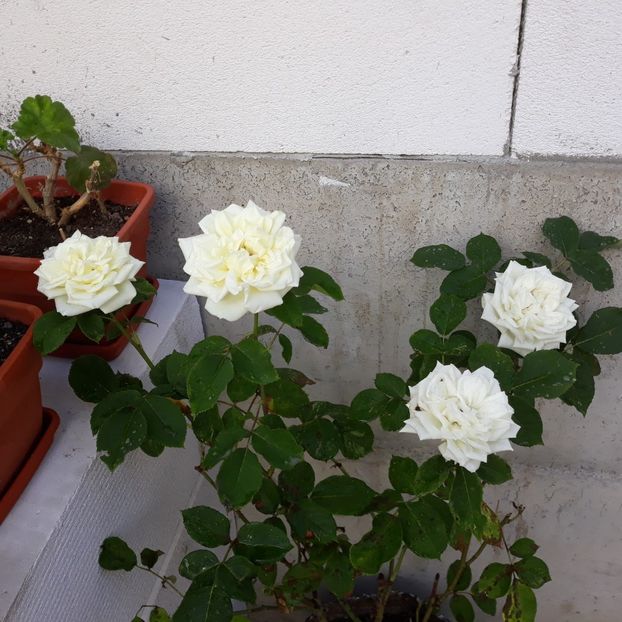 Iunie 2022 - Necunoscut - alb