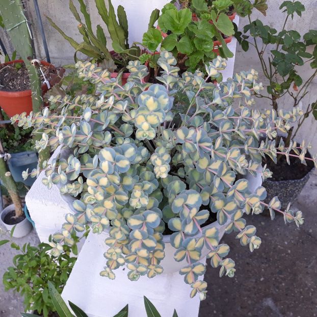 6 iun.2022 - CACTUSI SI SUCULENTE