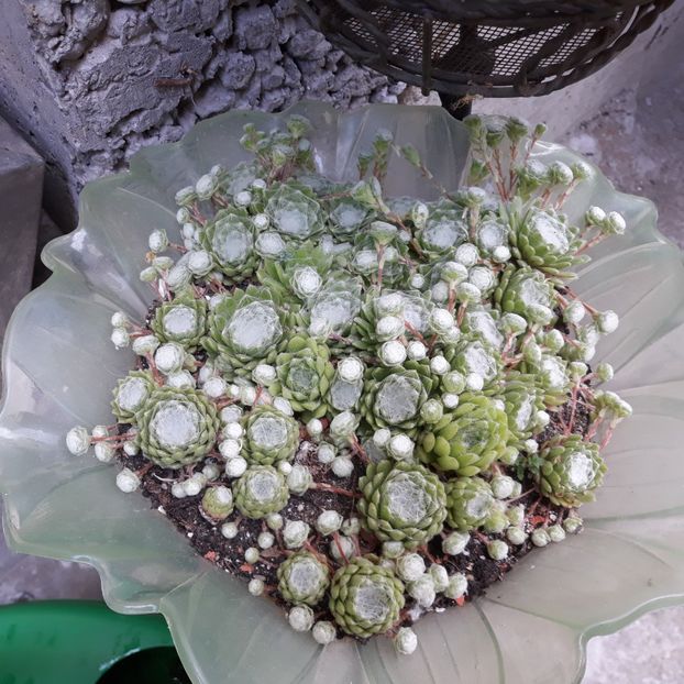  - CACTUSI SI SUCULENTE