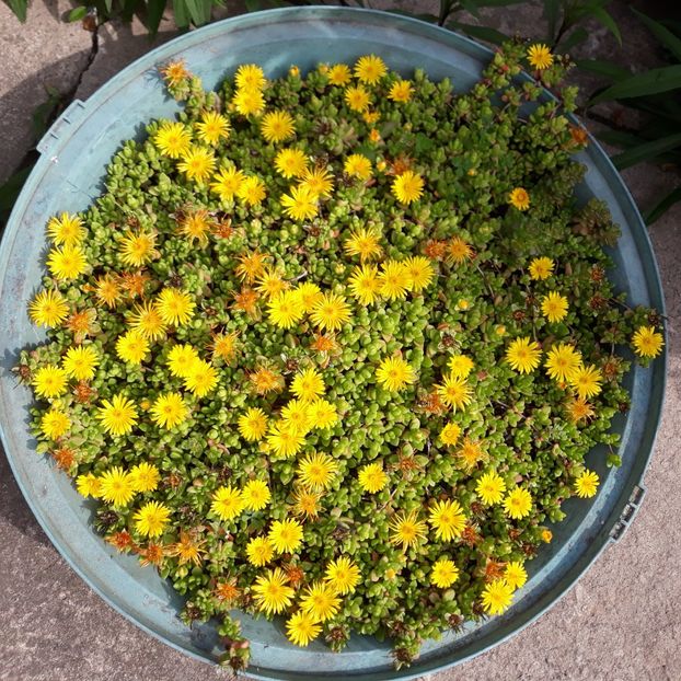  - CACTUSI SI SUCULENTE