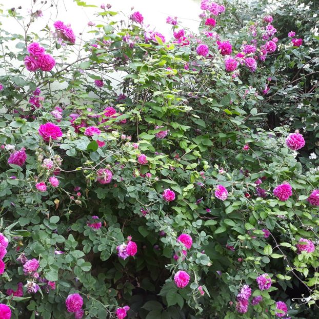 Iun.2022 - Damascena