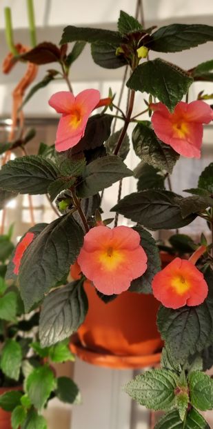 Peach cascade - 13 Achimenes 2022