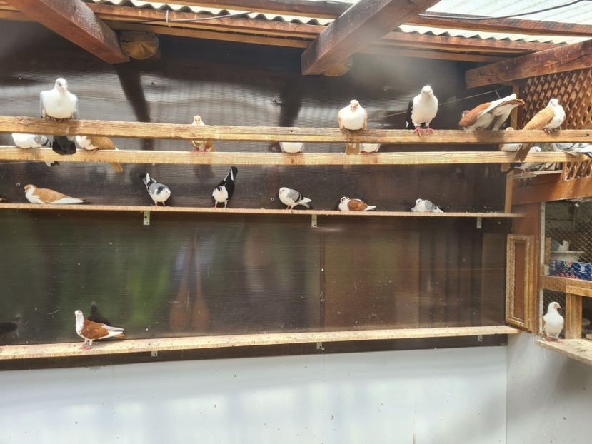  - 1956 Vasile Limbean