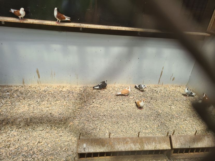  - 1956 Vasile Limbean