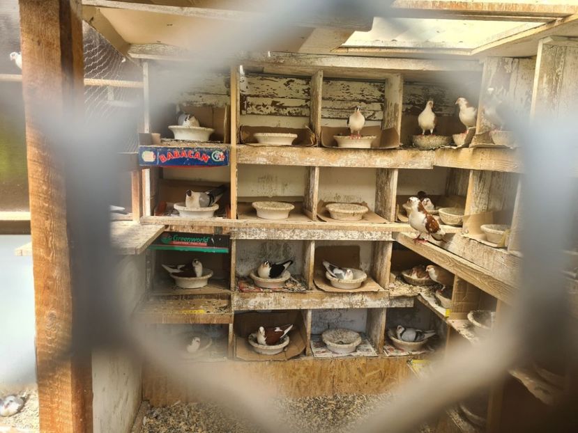  - 1956 Vasile Limbean