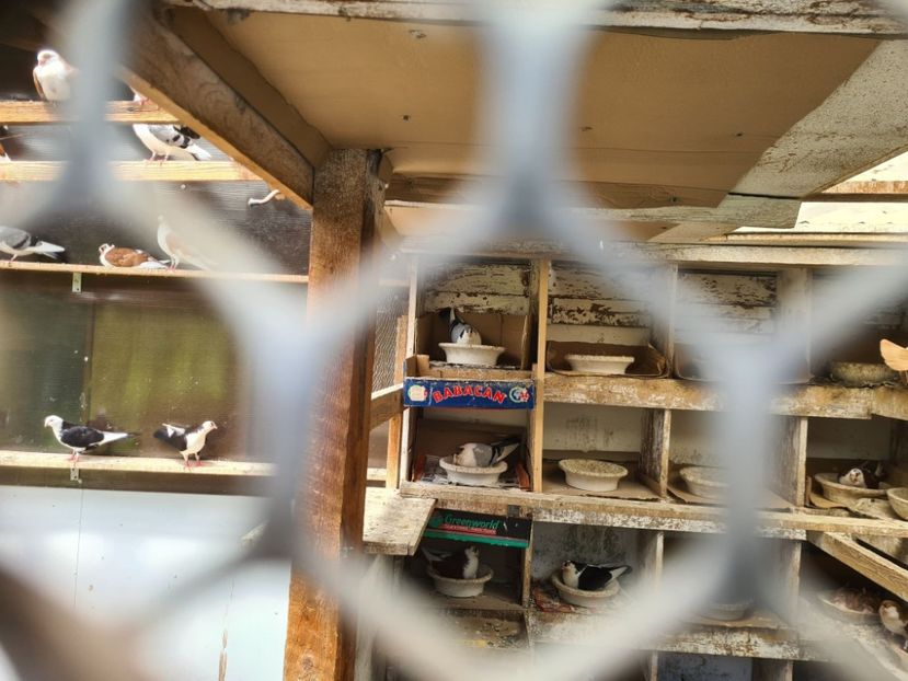  - 1956 Vasile Limbean