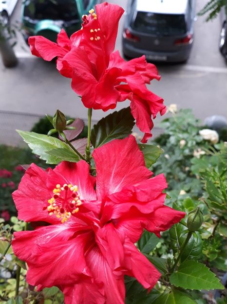  - Colectia mea