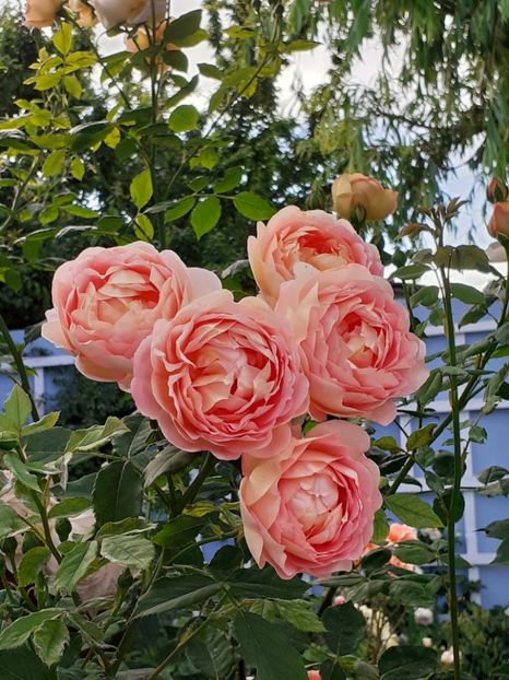  - Lady of Shallot 2021_ 2022