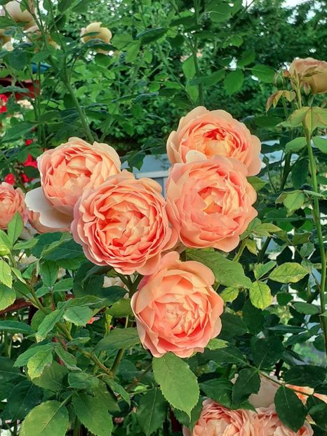  - Lady of Shallot 2021_ 2022