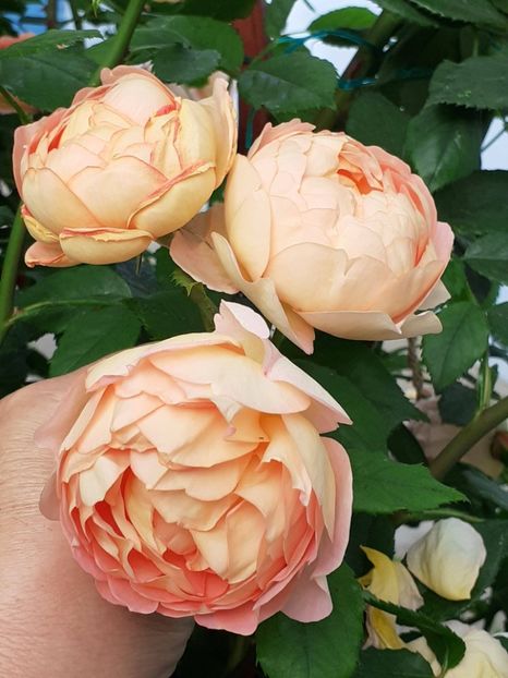  - Lady of Shallot 2021_ 2022