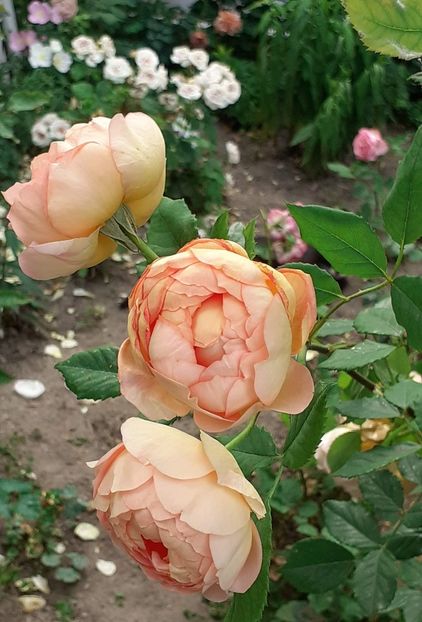  - Lady of Shallot 2021_ 2022