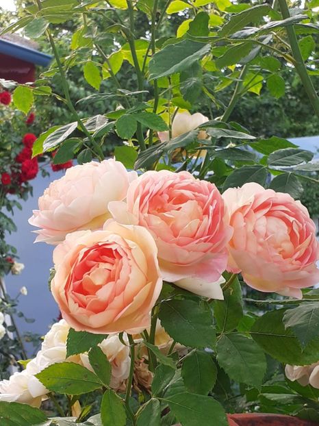  - Lady of Shallot 2021_ 2022