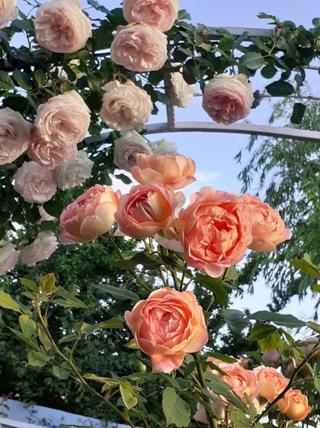  - Lady of Shallot 2021_ 2022