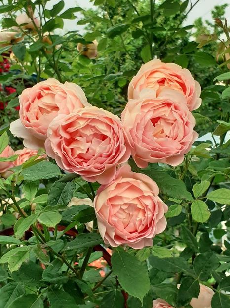  - Lady of Shallot 2021_ 2022