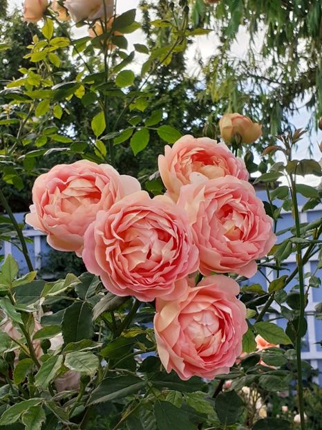  - Lady of Shallot 2021_ 2022