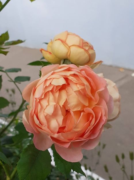  - Lady of Shallot 2021_ 2022