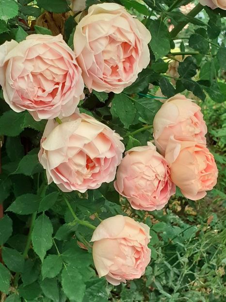  - Lady of Shallot 2021_ 2022