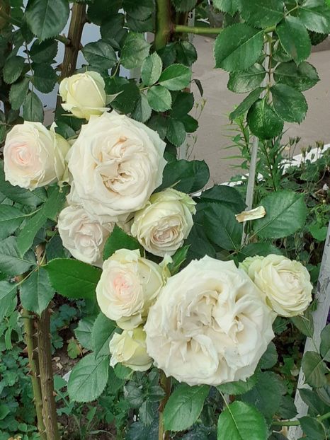  - Palais Royale 2022 - 2023-2024