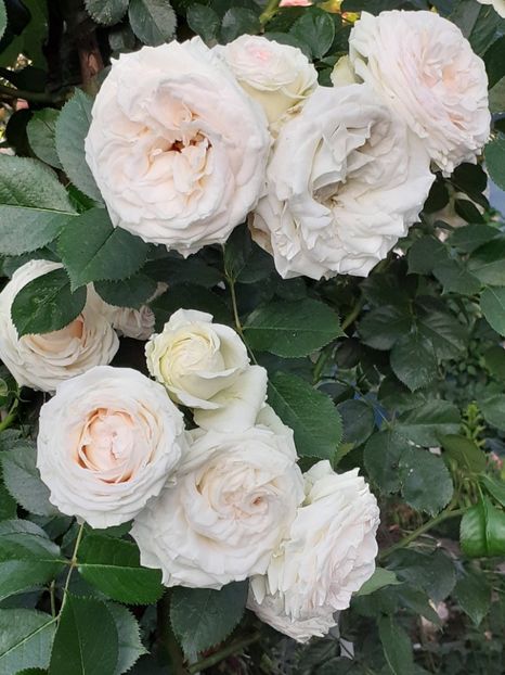  - Palais Royale 2022 - 2023-2024