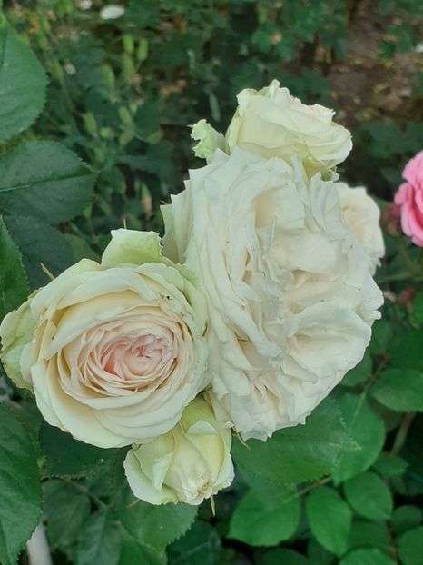  - Palais Royale 2022 - 2023-2024